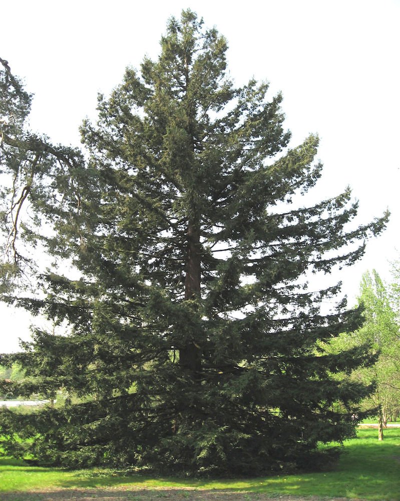 Sequoia sempervirens, Coastal Redwood - Pb28