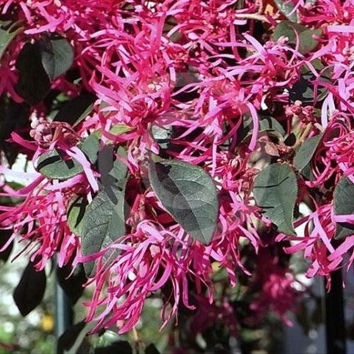 Loropetalum China Pink - Pb5 - Image 2