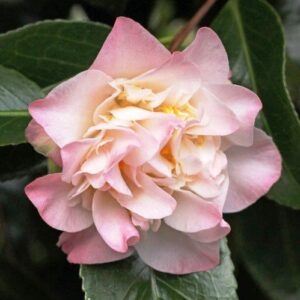 Camellia Ballet Dancer - Pb6.5
