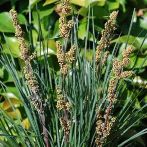 Lomandra l. Long John Silver - Pb5