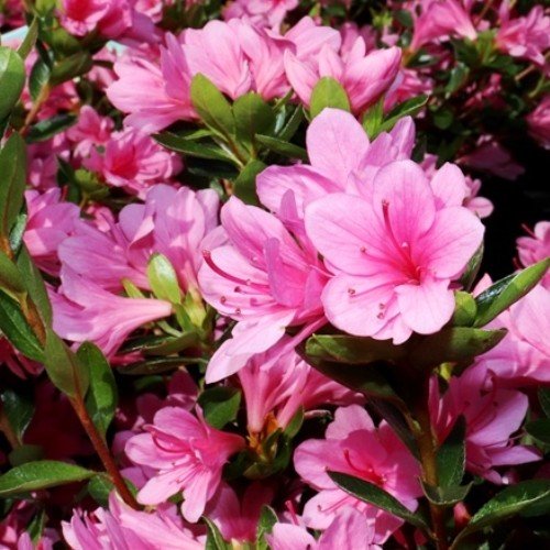 Azalea Kirin - 1.25Ltr - Image 2