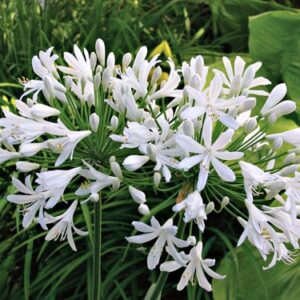 Agapanthus White - Pb5