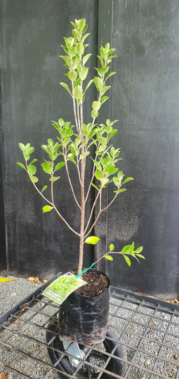 Pittosporum Stephens Island - 2.5Ltr - Image 2