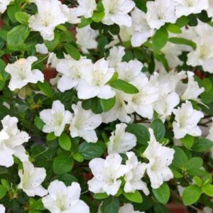 Azalea Fielders White - 2.4l/Pb5