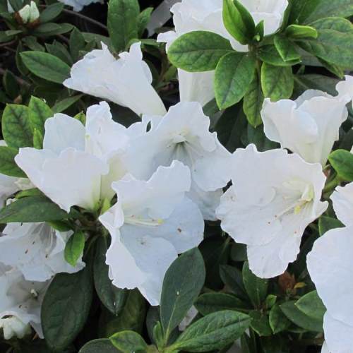 Azalea Alaska - 1.25Ltr - Image 2
