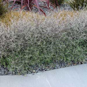 Corokia cotoneaster Little Prince - 1.5Ltr