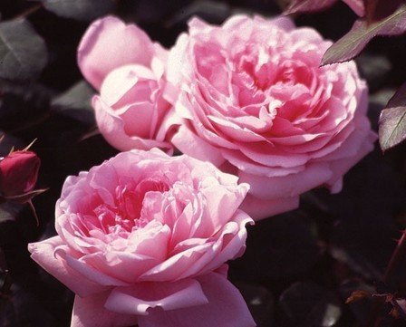 Rose Wife of Bath (Austin bush rose)
