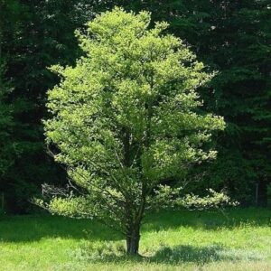 Alnus glutinosa, Black Alder - Pb8/Pb12