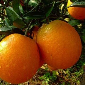 Orange Newhall - Pb10