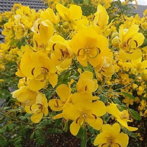 Cassia John Ball, Buttercup Tree - Pot - Image 2