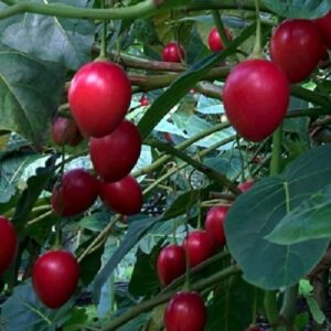 Tamarillo Laird's Large - 2Ltr