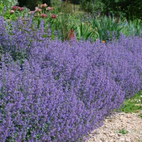 Nepeta Six Hills Giant - (20/60)