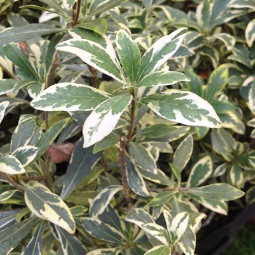 Myrtus communis Variegata - pb6.5 - Image 2
