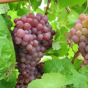 Grape Iona - Pb5/Pb6.5
