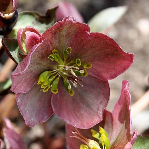 Helleborus Ruby Glow - 2Ltr