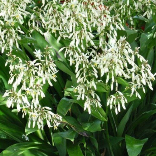 Arthropodium cirratum, Renga Renga Lily - Pb6.5 (20/60) - Image 2