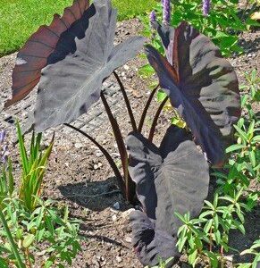 Colocasia el. Black Magic - Pb5