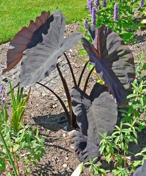 Colocasia el. Black Magic - Pb5