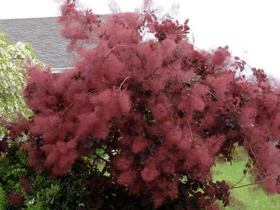 Cotinus coggygria, Smoke Bush - Pb28