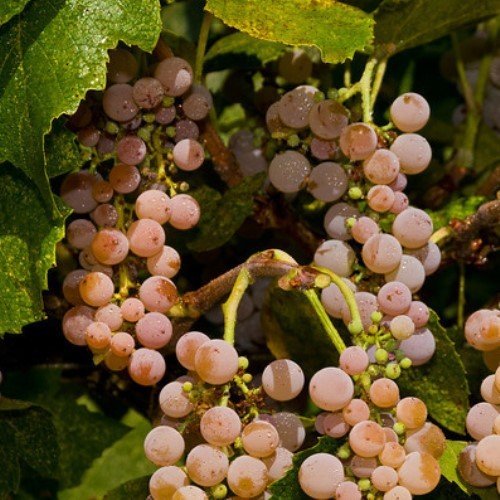 Grape Canadice, seedless - Pb5 - Image 2