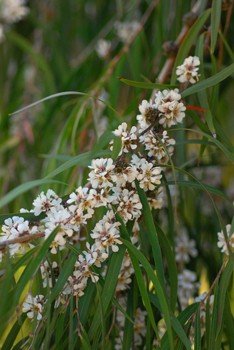 Agonis flexuosa, Willow Myrtle - Pb6.5