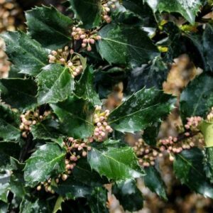 Ilex Blue Prince - Pb5