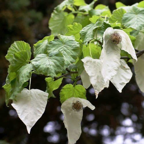 Davidia involucrata, Handkerchief Tree - Pb6.5 - Image 2