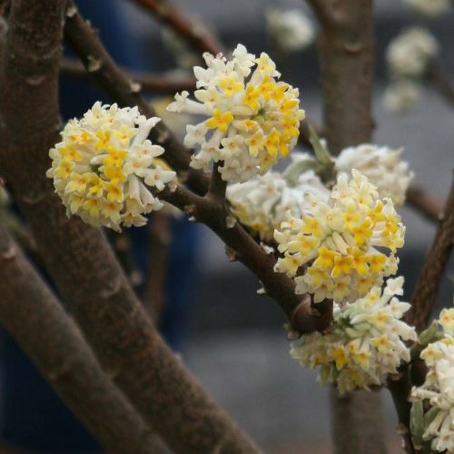 Edgeworthia chrysantha - Pb12 - Image 2