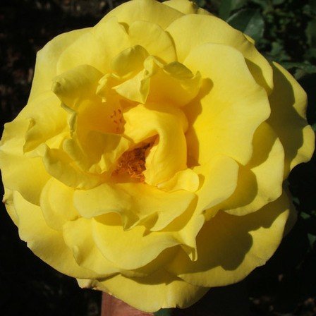 Rose Kaiteri Gold (climbing)