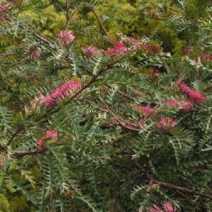 Grevillea Poorinda Peter - 6Ltr