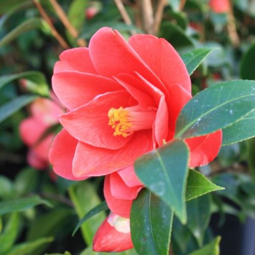 Camellia Moshio - pb6.5 (60/80)