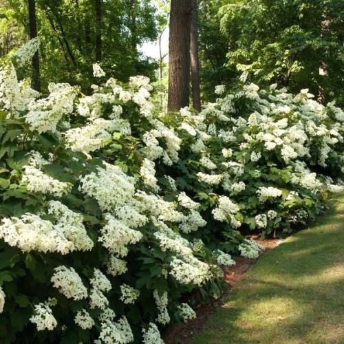 Hydrangea Pee Wee - Pb5 (50/80) - Image 2