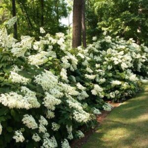 Hydrangea Pee Wee - Pb5 (50/80)