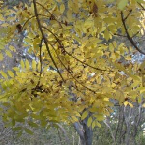 Fraxinus excelsior Aurea Pendula - 25Ltr/Pb40