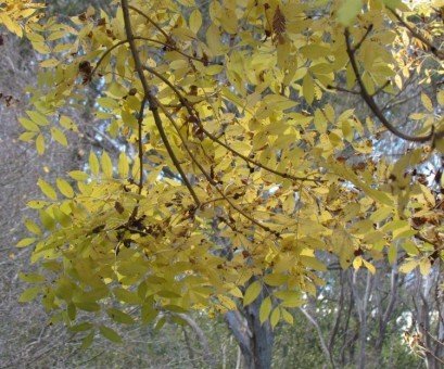 Fraxinus excelsior Aurea Pendula - 25Ltr/Pb40