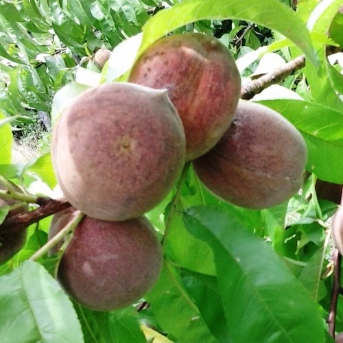 Peach Double Golden Queen/ Blackboy - Pb18