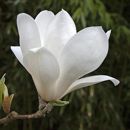 Magnolia Lennei Alba - Pb18 - Image 2