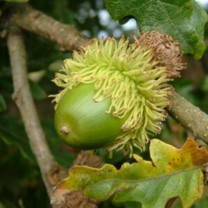 Quercus cerris, Turkey Oak - Pb12/Pb18
