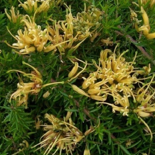 Grevillea prostrata Aurea - Pb5 - Image 2