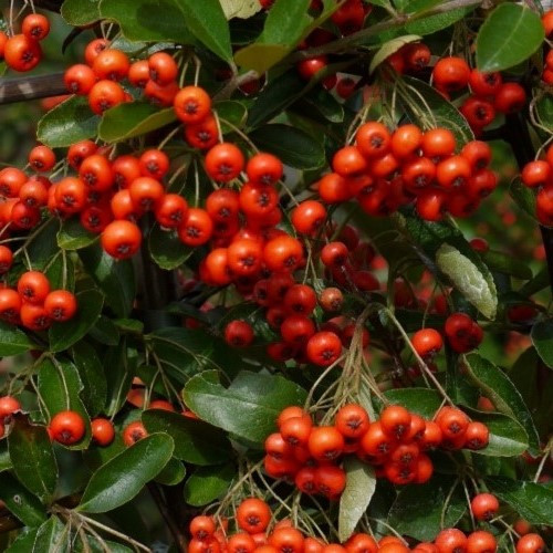 Pyracantha Brilliant (Topiary standard) Firethorn - 8Ltr - Image 2