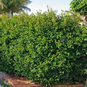 Syzygium australe, Lilly Pilly - Pb5