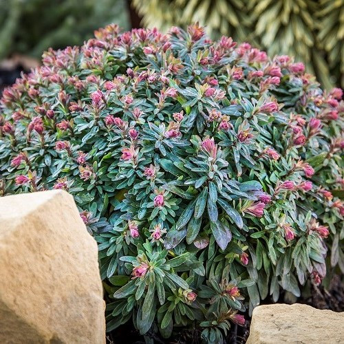 Euphorbia Ascot Liliput, Spurge - 1.5Ltr