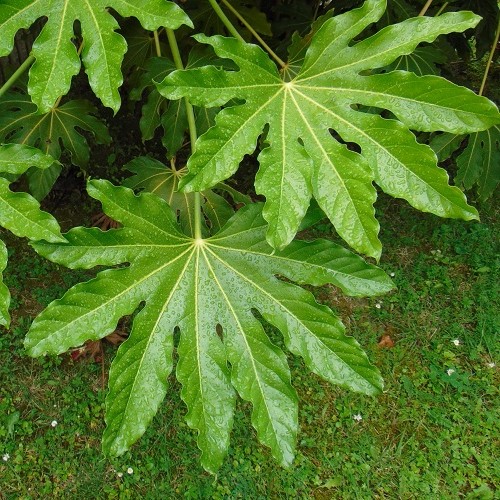 Fatsia japonica - 1.5Ltr - Image 2