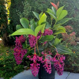 Medinilla myriantha - 6Ltr