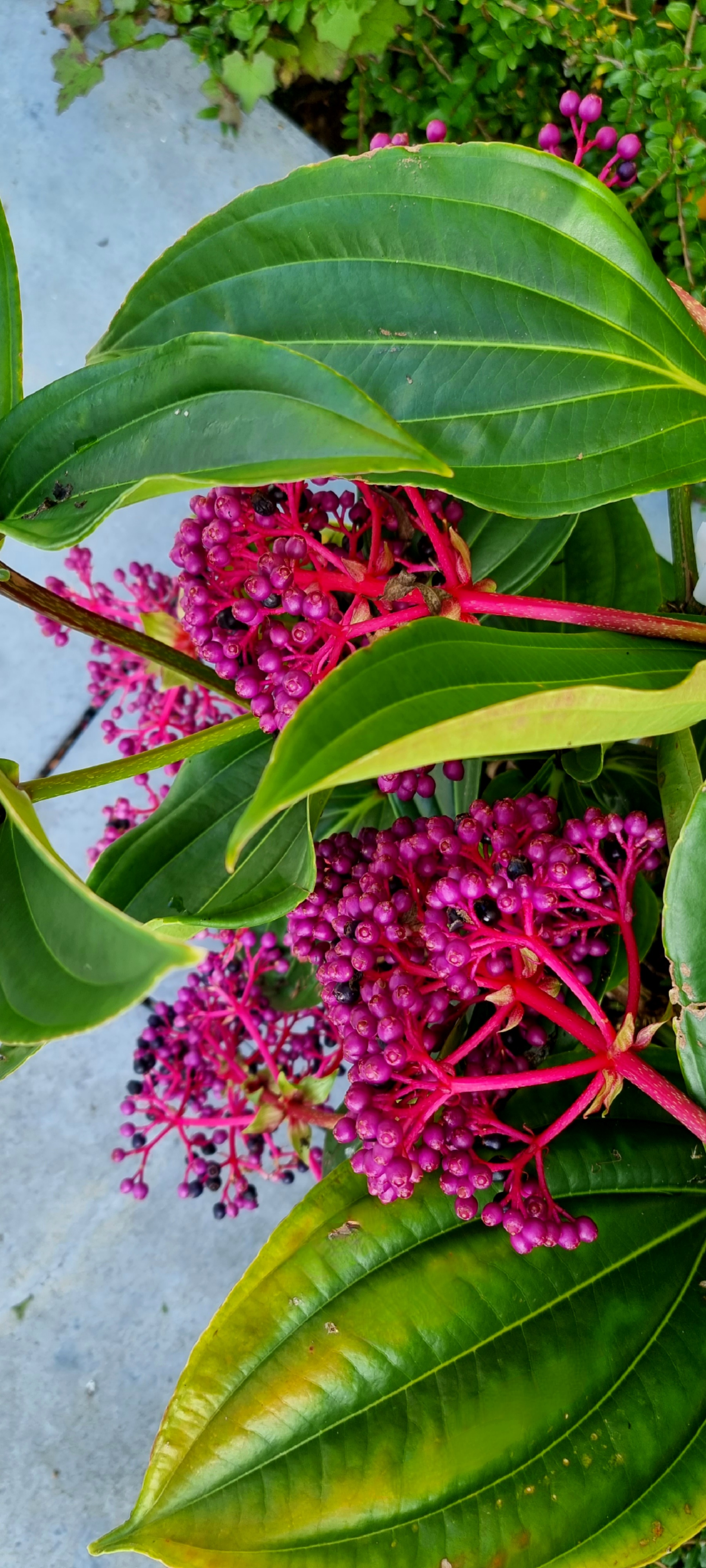 Medinilla myriantha - 6Ltr - Image 3