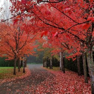 Acer rubrum, Red Maple - Pb18/28