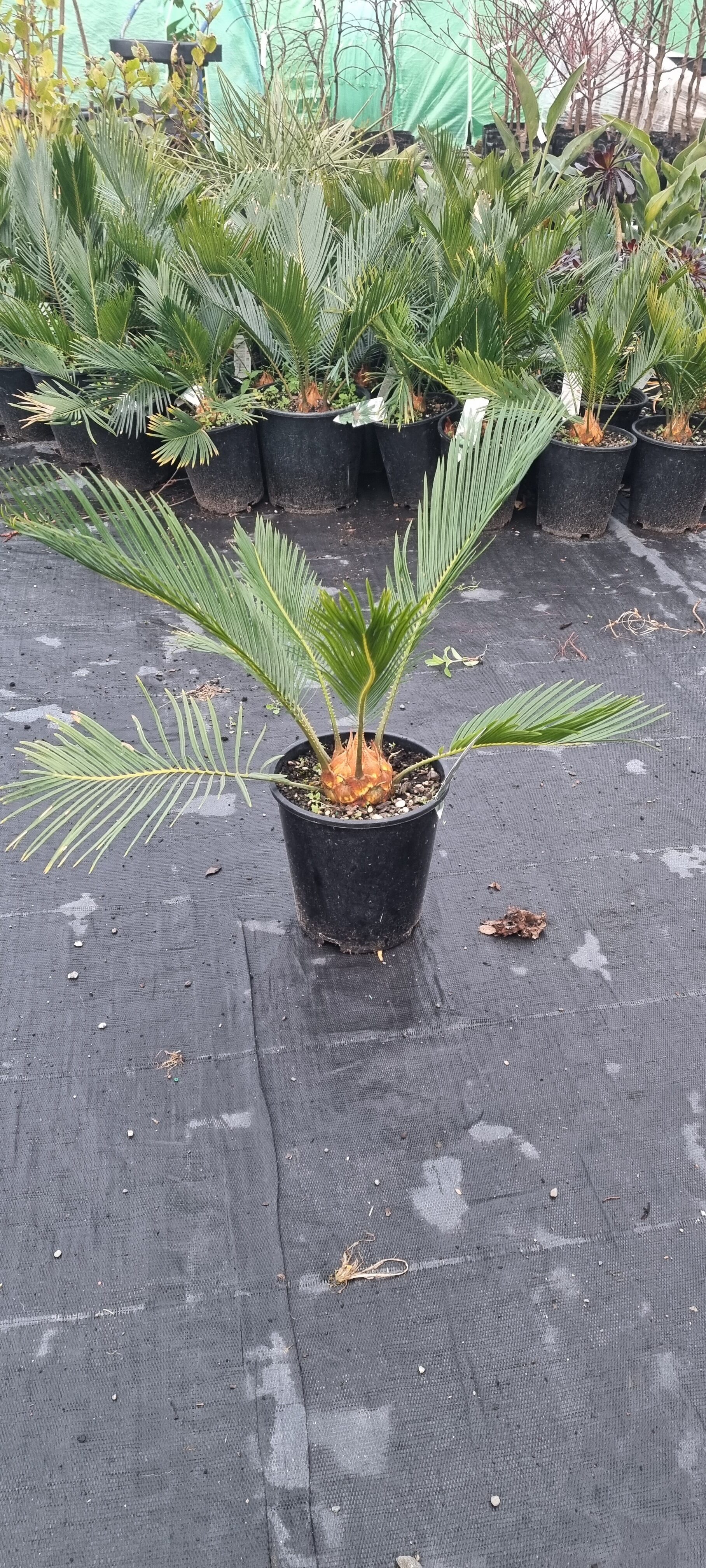 Cycas revoluta, Sago Palm - Pb6.5 (25/40) - Image 2