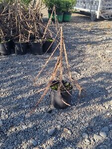 Pseudopanax ferox, Toothed Lancewood - Pb5
