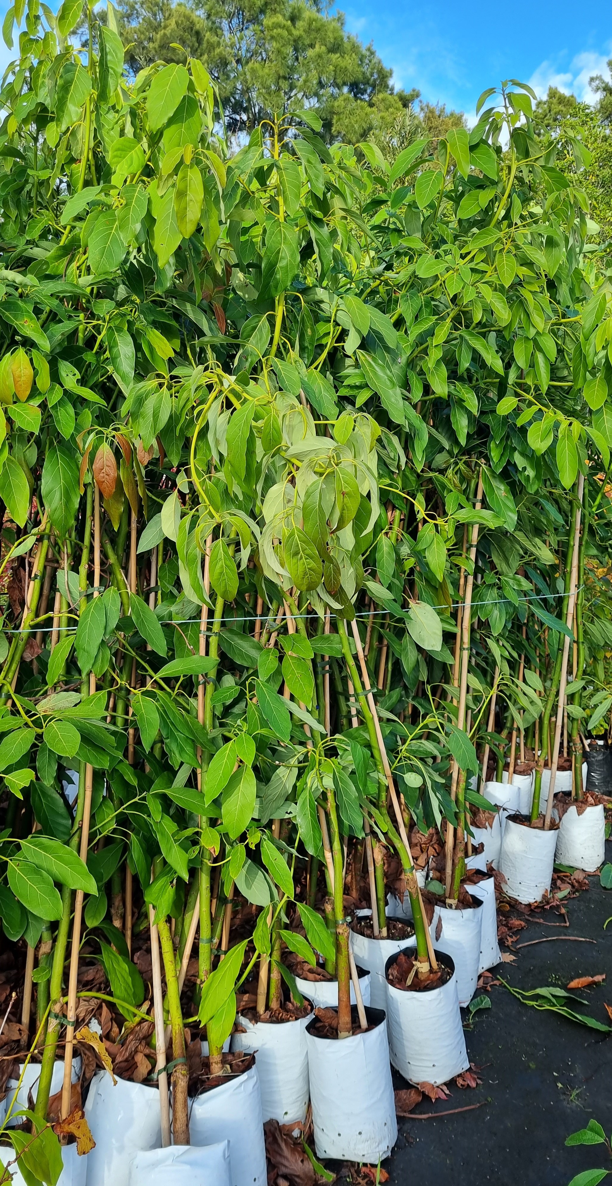 Avocado Hass Large Established Trees - Image 3