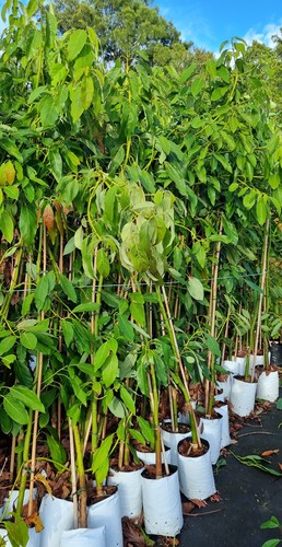 Avocado Hass Large Established Trees